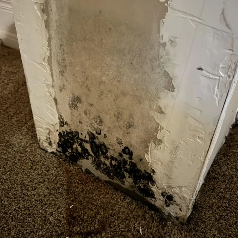 Professional Mold Removal in Lake County, CA
